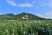 장성 무궁화동산