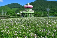무궁화 공원